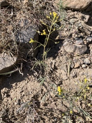 Descurainia nelsonii