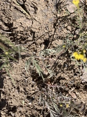 Descurainia nelsonii