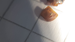 Calathus melanocephalus