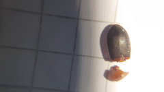 Calathus melanocephalus