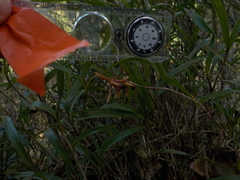 Epidendrum propinquum