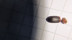 Calathus melanocephalus