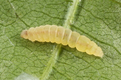 Bucculatrix frangutella