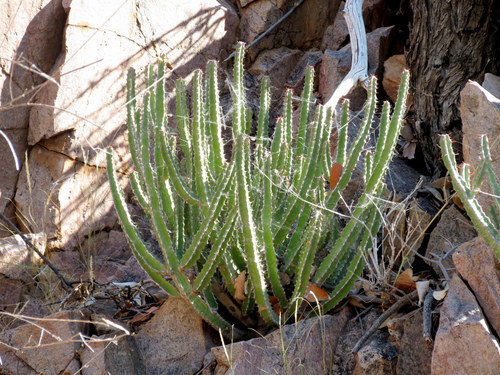 Euphorbia subsalsa image