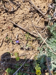 Veronica triphyllos
