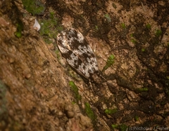 Barea eucapnodes