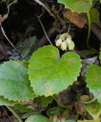 Schizocodon ilicifolius intercedens