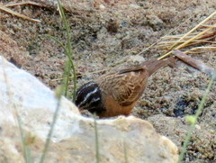 Emberiza tahapisi nivenorum