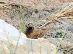 Emberiza tahapisi nivenorum