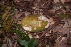 Trichosanthes subvelutina