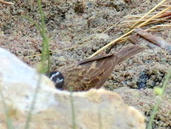 Emberiza tahapisi nivenorum
