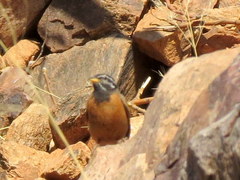 Emberiza tahapisi nivenorum