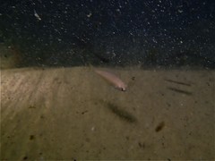 Parequula melbournensis