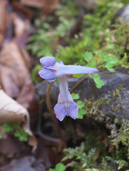 Corydalis lineariloba