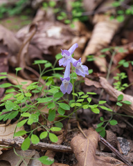 Corydalis lineariloba