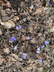 Hepatica nobilis