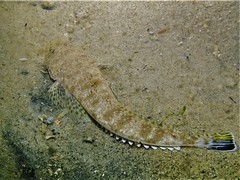 Platycephalus grandispinis