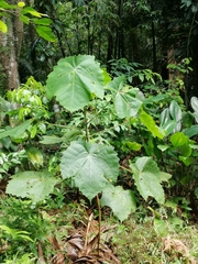Macaranga gigantea