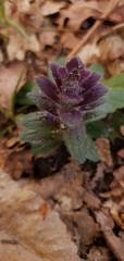 Ajuga pyramidalis
