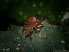 Prostheclina pallida
