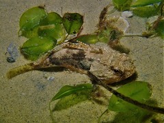 Maxillicosta scabriceps