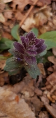 Ajuga pyramidalis