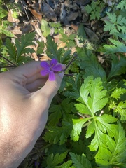 Geranium reuteri image