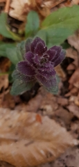 Ajuga pyramidalis