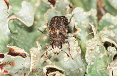 Dissoleucas niveirostris