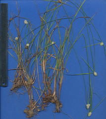 Cyperus sesquiflorus sesquiflorus