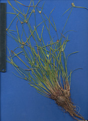 Cyperus sesquiflorus sesquiflorus