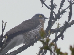 Hierococcyx sparverioides