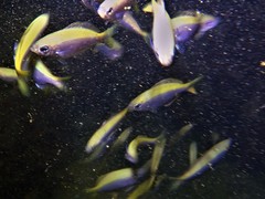 Caesioscorpis theagenes