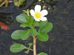 Ludwigia adscendens
