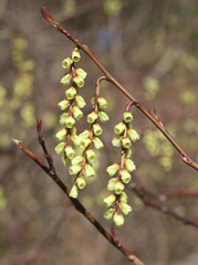 Stachyurus praecox