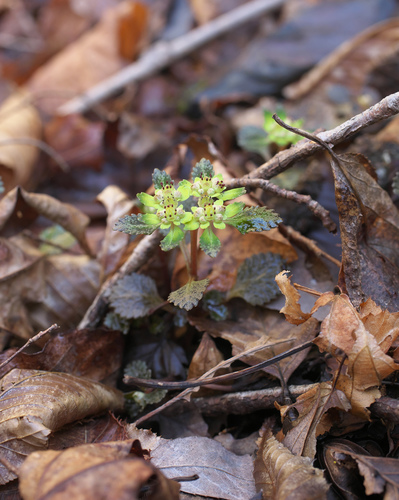 Chrysosplenium macrostemon iNat (1)