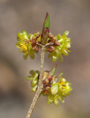 Lindera praecox