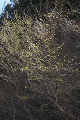 Lindera praecox