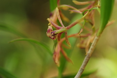 Epidendrum propinquum
