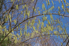 Stachyurus praecox