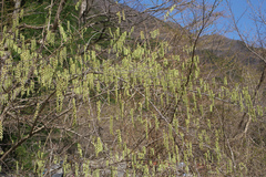 Stachyurus praecox