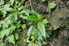 Lysimachia ardisioides
