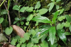 Lysimachia ardisioides