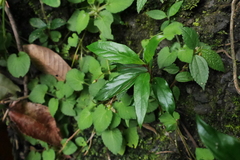 Lysimachia ardisioides