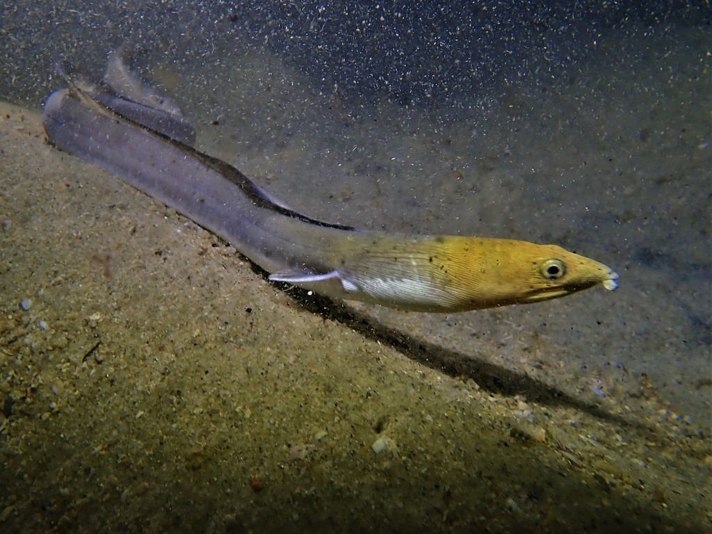 Blackfinned Snake Eel