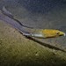 Black-finned Snake Eel - Photo (c) J. Martin Crossley, some rights reserved (CC BY-NC-SA), uploaded by J. Martin Crossley