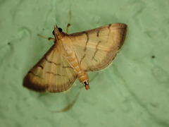 Cnaphalocrocis patnalis
