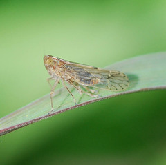 Stenocranus matsumurai