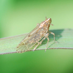 Stenocranus matsumurai
