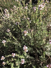 Thymus vulgaris
